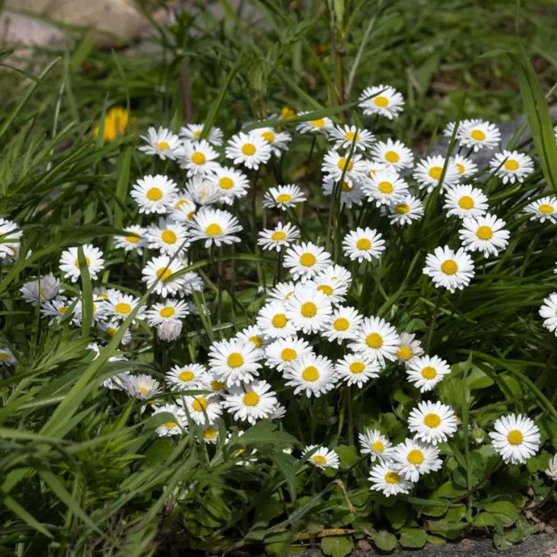 Pâquerette - Plante médicinale pour l'herboristerie : propriétés, usages et préparations naturelles