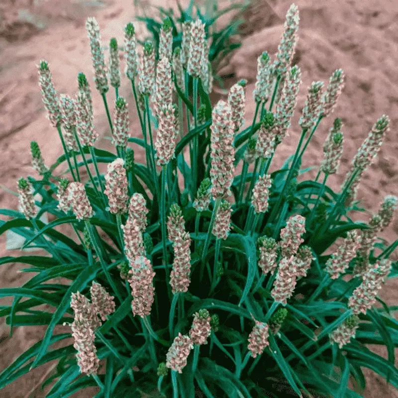 Psyllium blond - Plante médicinale pour l'herboristerie : propriétés, usages et préparations naturelles