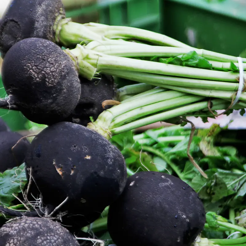 Radis Noir - Plante médicinale pour l'herboristerie : propriétés, usages et préparations naturelles