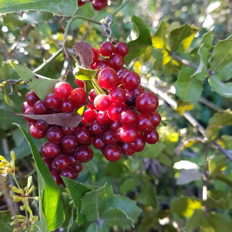 Salsepareille - Plante médicinale pour l'herboristerie : propriétés, usages et préparations naturelles