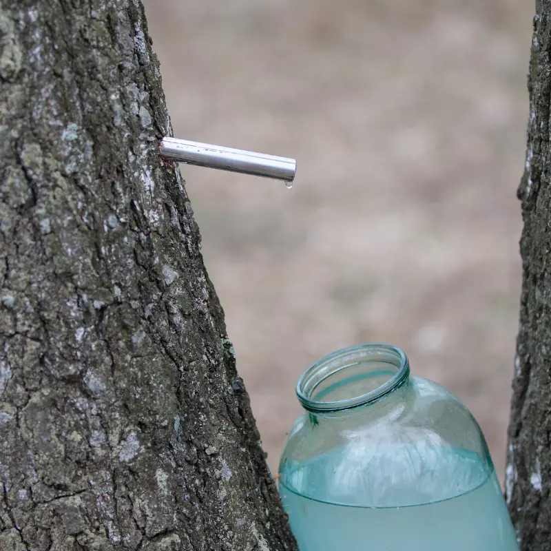 Sève de Bouleau - Plante médicinale pour l'herboristerie : propriétés, usages et préparations naturelles
