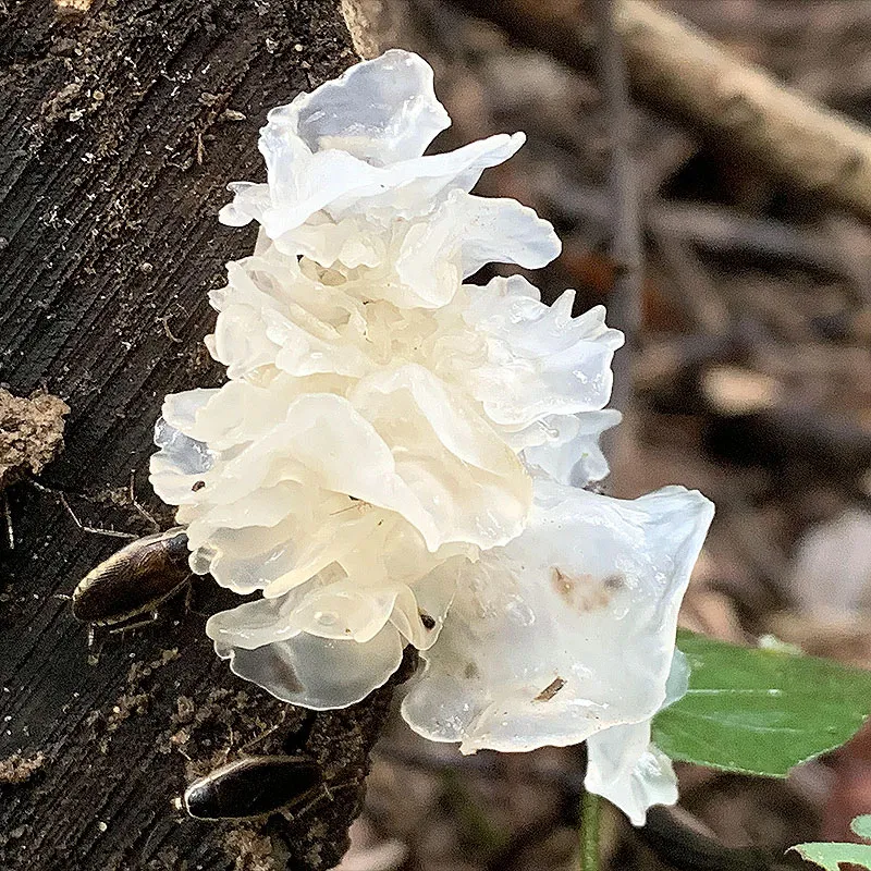 Tremella - Plante médicinale pour l'herboristerie : propriétés, usages et préparations naturelles
