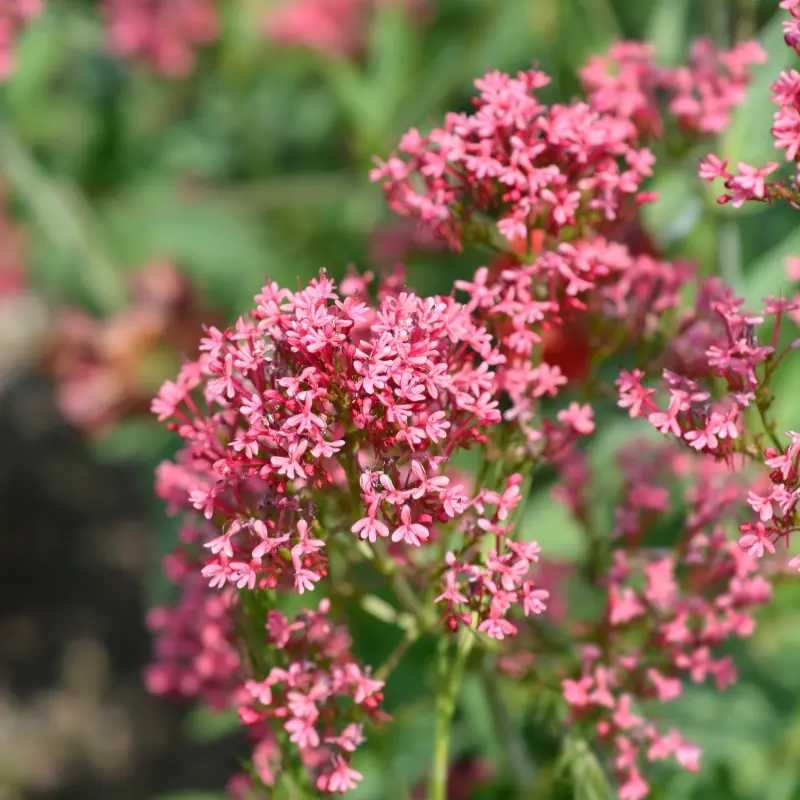 Valériane - Plante médicinale pour l'herboristerie : propriétés, usages et préparations naturelles