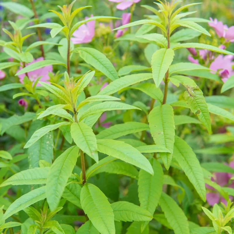 Verveine citronnelle - Plante médicinale pour l'herboristerie : propriétés, usages et préparations naturelles