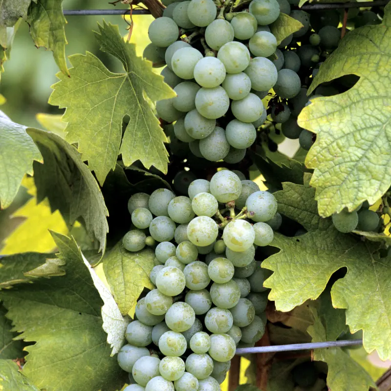 Vigne rouge - Plante médicinale pour l'herboristerie : propriétés, usages et préparations naturelles