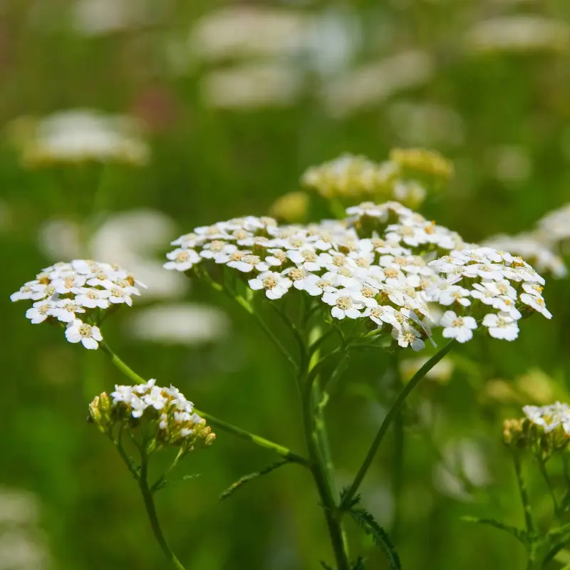 Achillée millefeuille