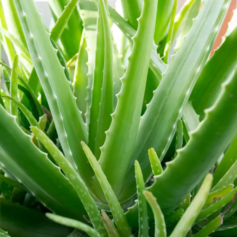 Aloe Vera - Plante médicinale pour l'herboristerie : propriétés, usages et préparations naturelles