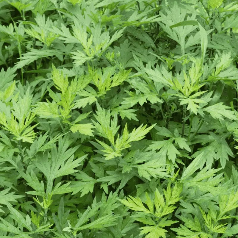 Armoise - Plante médicinale pour l'herboristerie : propriétés, usages et préparations naturelles