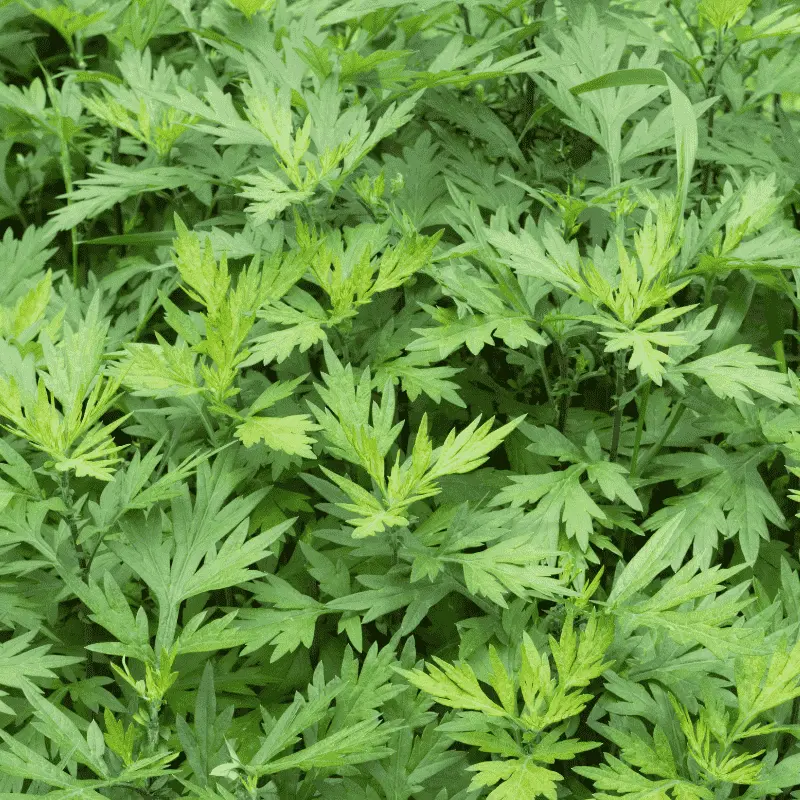 Armoise - Plante médicinale pour l'herboristerie : propriétés, usages et préparations naturelles