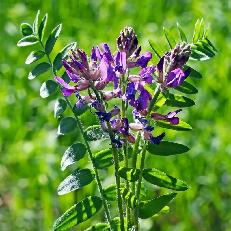 Astragale - Plante médicinale pour l'herboristerie : propriétés, usages et préparations naturelles