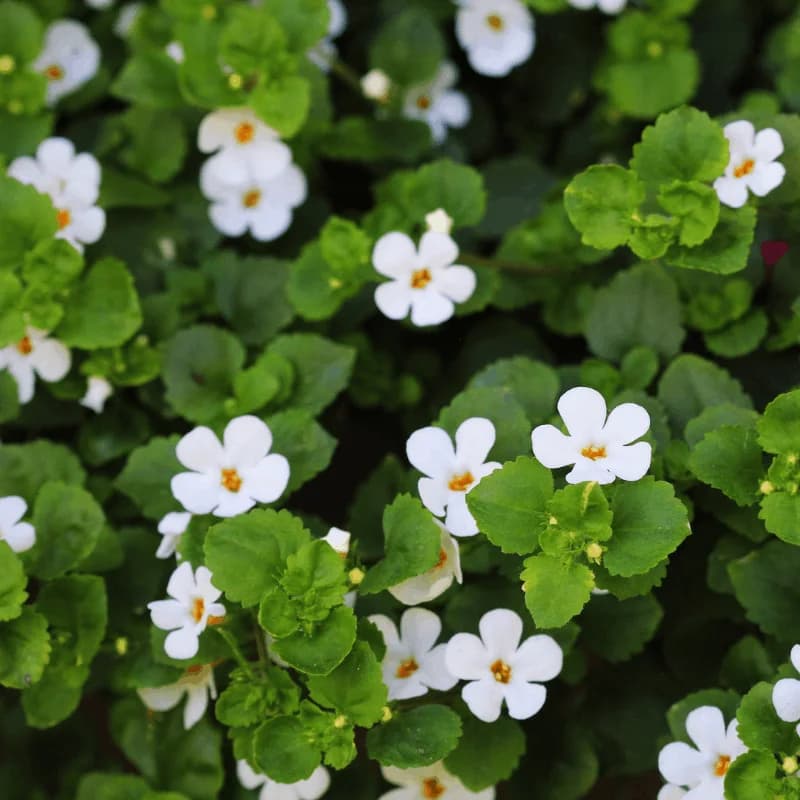 Bacopa