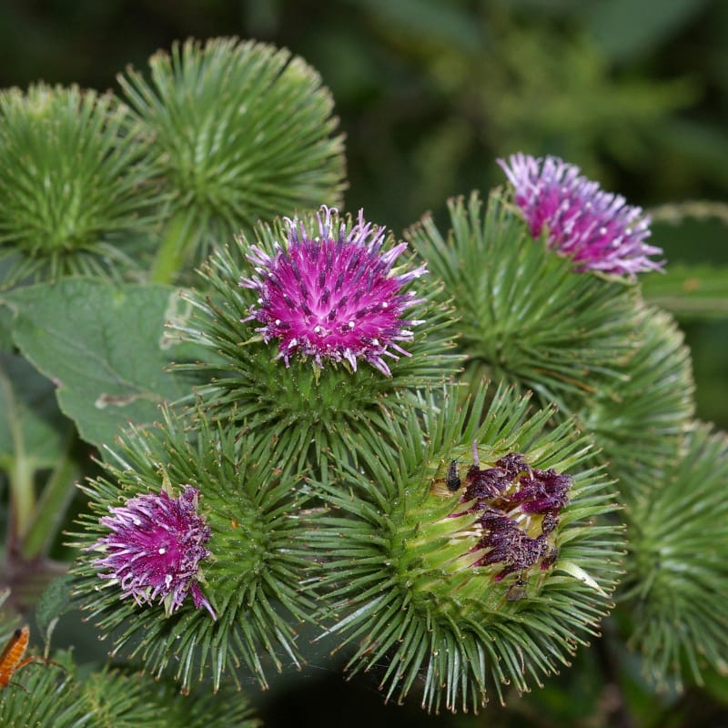 Bardane - Plante médicinale pour l'herboristerie : propriétés, usages et préparations naturelles