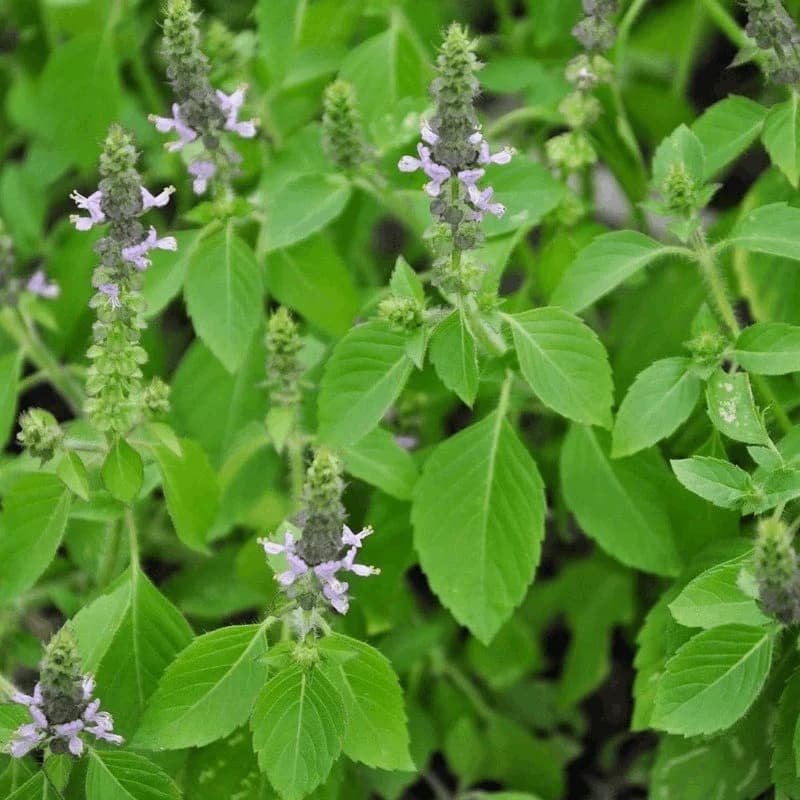 Basilic sacré (Tulsi)