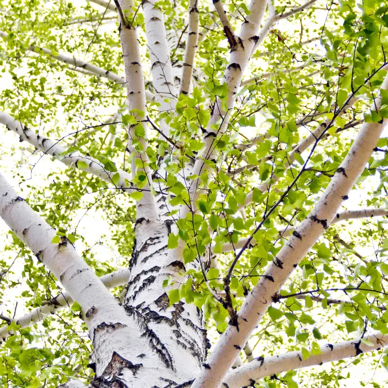 Bouleau - Plante médicinale pour l'herboristerie : propriétés, usages et préparations naturelles