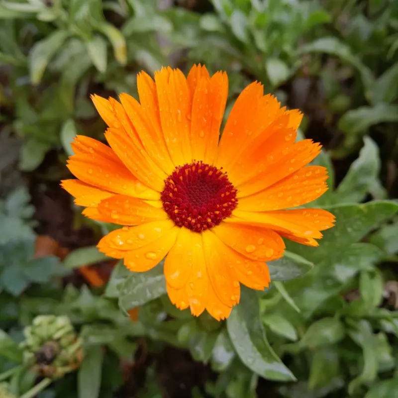 Calendula
