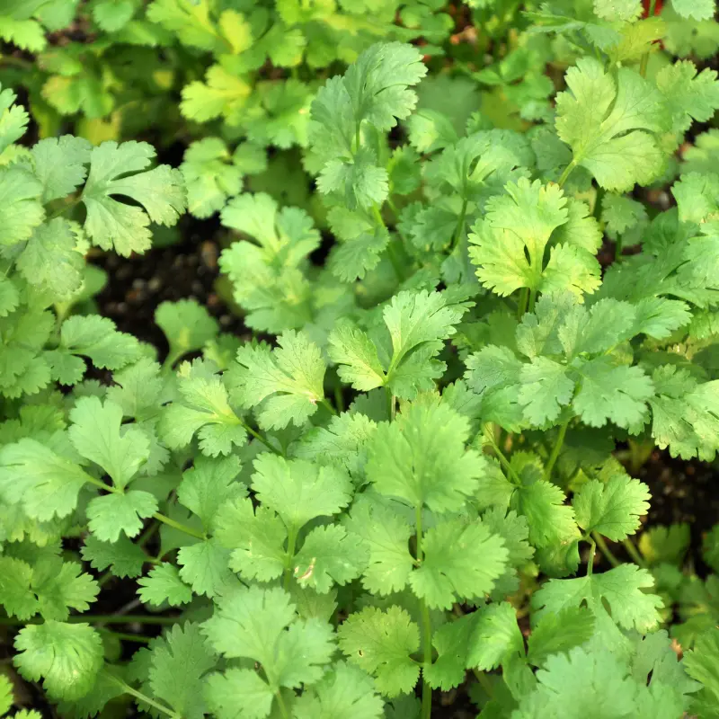 Coriandre - Plante médicinale pour l'herboristerie : propriétés, usages et préparations naturelles