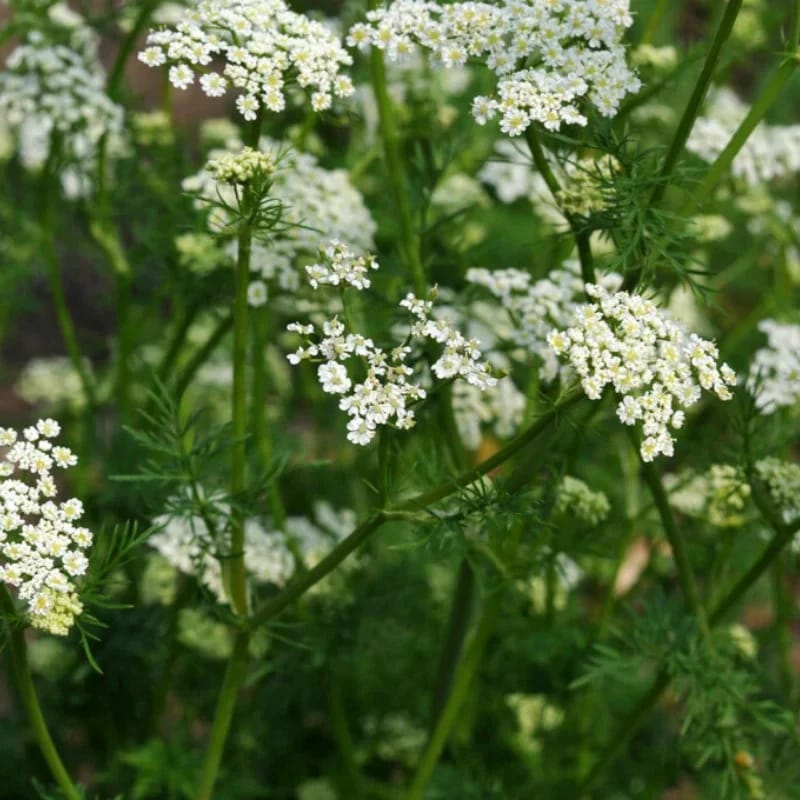 Cumin - Plante médicinale pour l'herboristerie : propriétés, usages et préparations naturelles