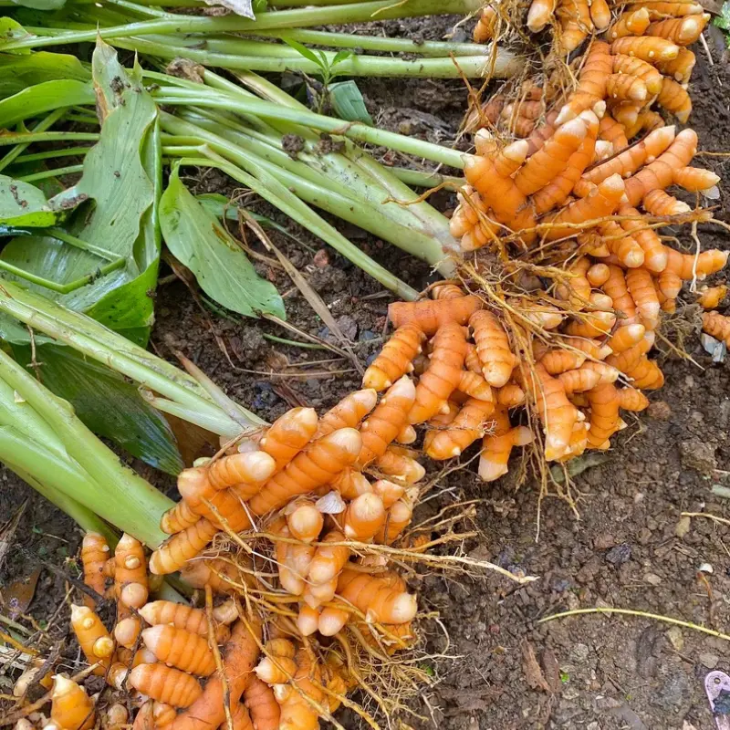 Curcuma - Plante médicinale pour l'herboristerie : propriétés, usages et préparations naturelles