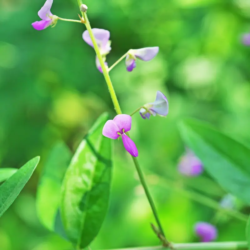 Desmodium
