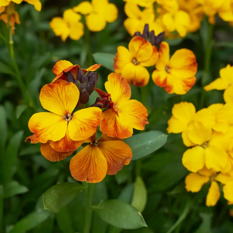 Erysimum
