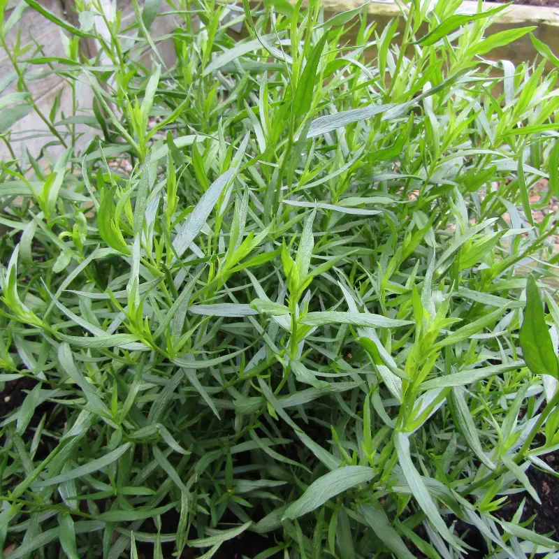 Estragon - Plante médicinale pour l'herboristerie : propriétés, usages et préparations naturelles