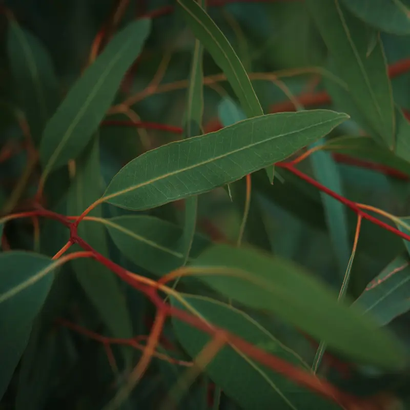 Eucalyptus