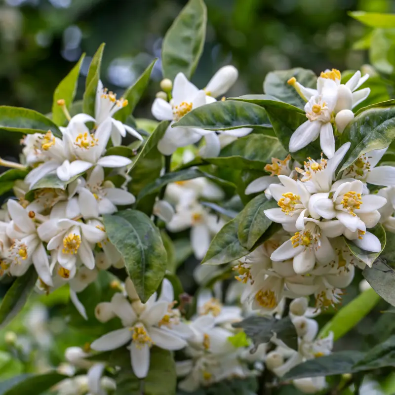 Fleur d'oranger - Plante médicinale pour l'herboristerie : propriétés, usages et préparations naturelles