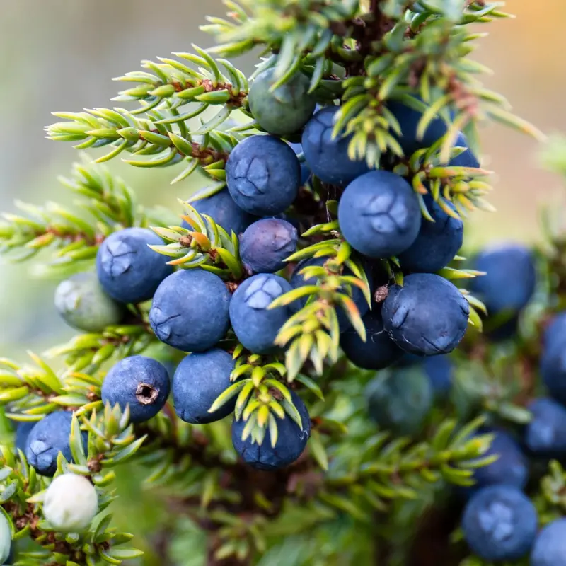Genévrier - Plante médicinale pour l'herboristerie : propriétés, usages et préparations naturelles