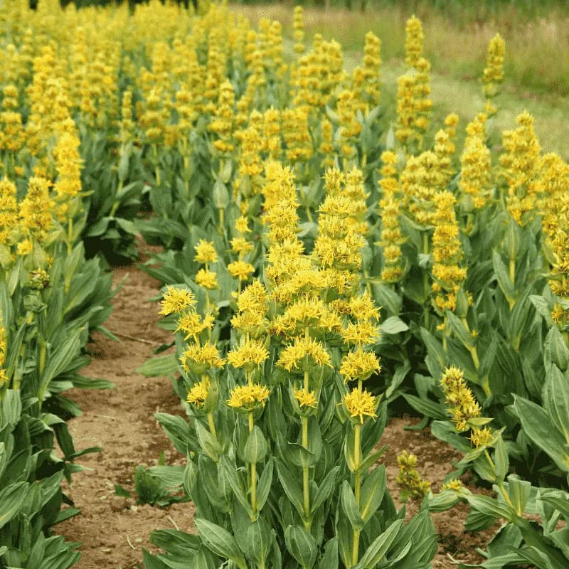 Gentiane jaune - Plante médicinale pour l'herboristerie : propriétés, usages et préparations naturelles