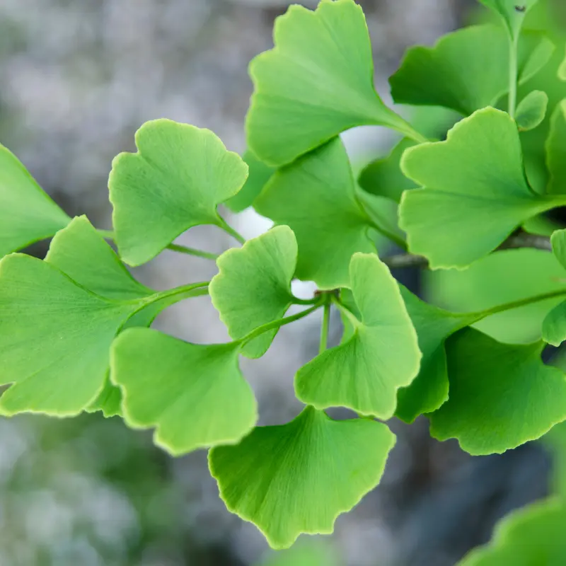 Ginkgo biloba - Plante médicinale pour l'herboristerie : propriétés, usages et préparations naturelles