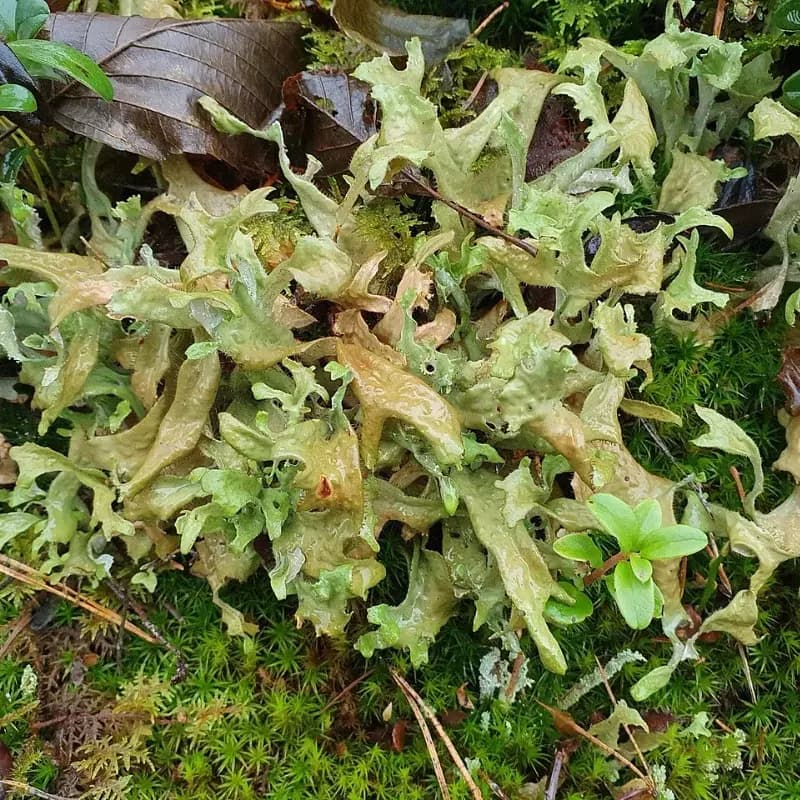Lichen d'Islande