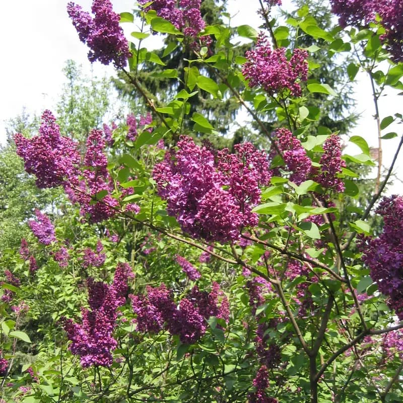 Lilas