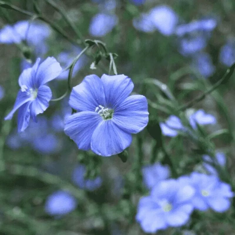 Lin cultivé - Plante médicinale pour l'herboristerie : propriétés, usages et préparations naturelles