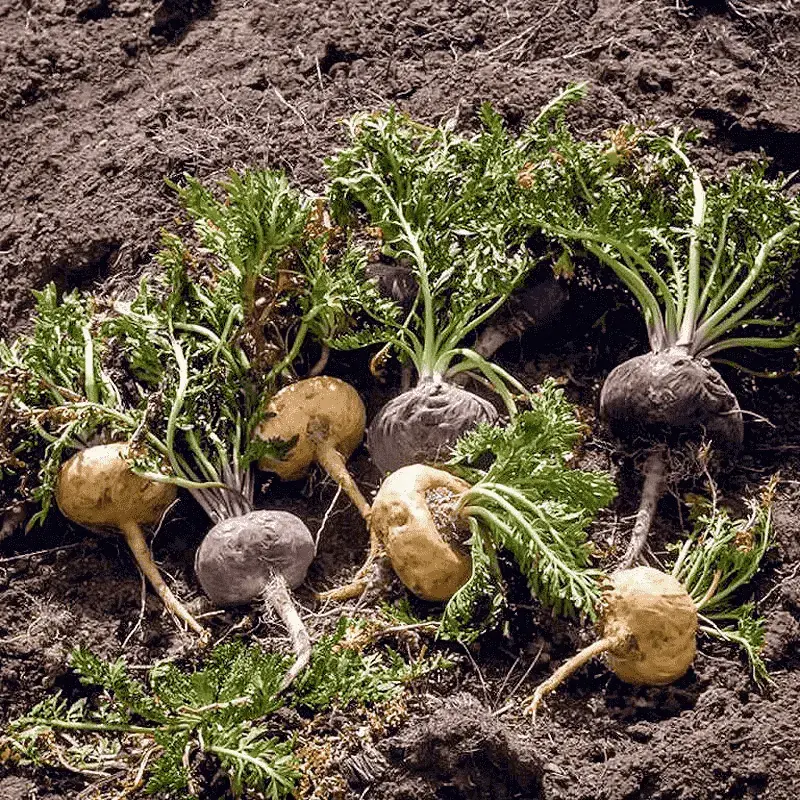 Maca du Pérou - Plante médicinale pour l'herboristerie : propriétés, usages et préparations naturelles