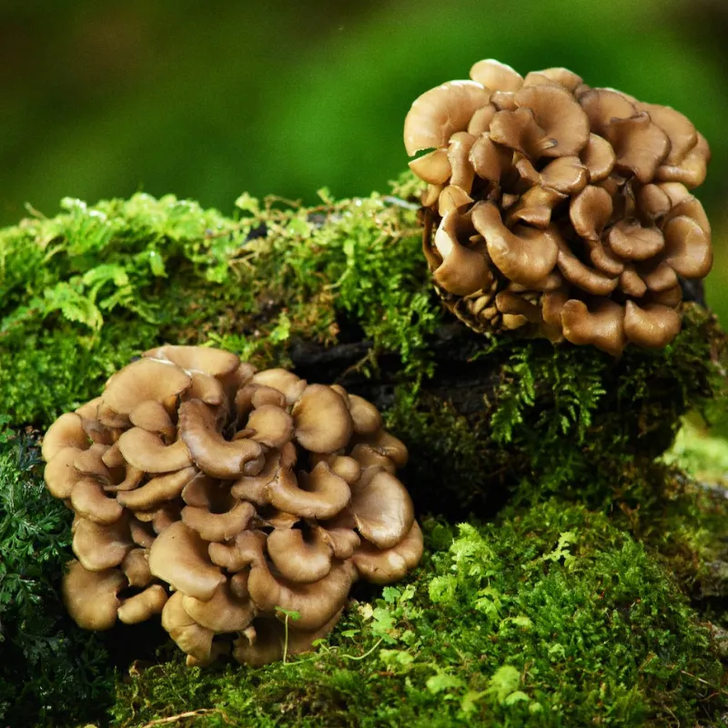 Maïtaké - Plante médicinale pour l'herboristerie : propriétés, usages et préparations naturelles