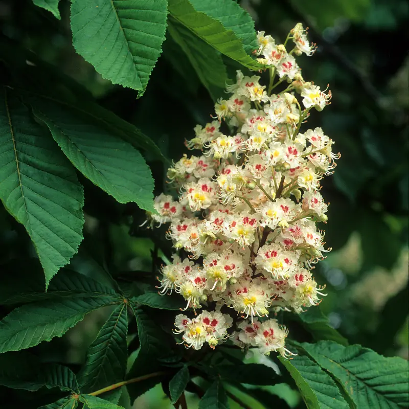Marronnier d'Inde - Plante médicinale pour l'herboristerie : propriétés, usages et préparations naturelles