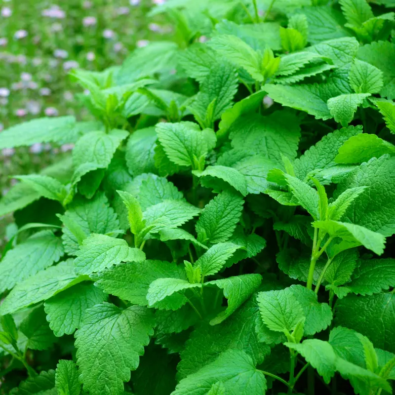 Mélisse - Plante médicinale pour l'herboristerie : propriétés, usages et préparations naturelles