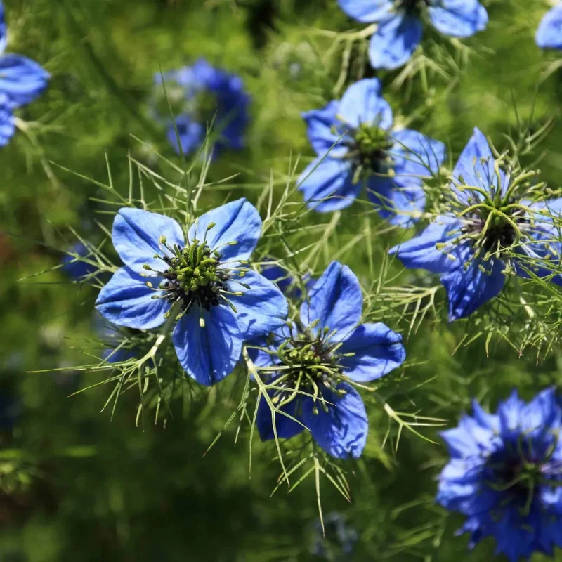 Nigelle (Cumin noir) - Plante médicinale pour l'herboristerie : propriétés, usages et préparations naturelles