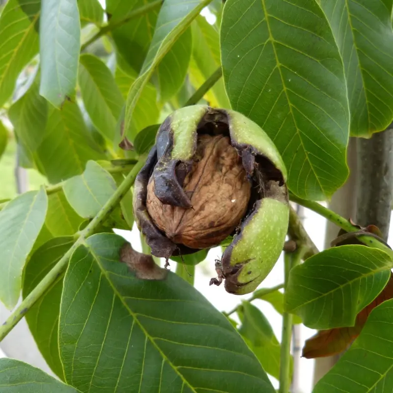 Noyer - Plante médicinale pour l'herboristerie : propriétés, usages et préparations naturelles