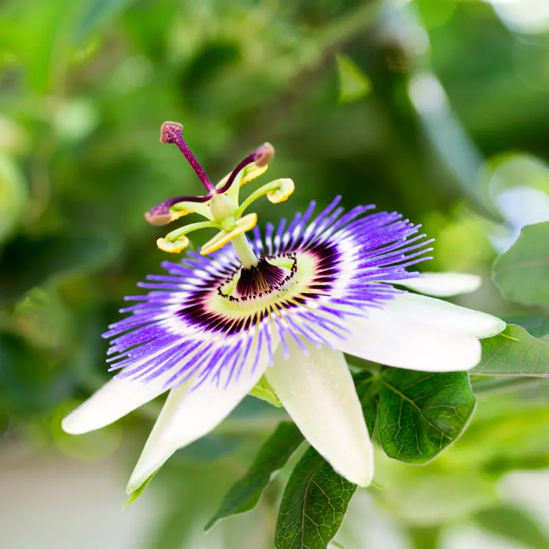 Passiflore - Plante médicinale pour l'herboristerie : propriétés, usages et préparations naturelles