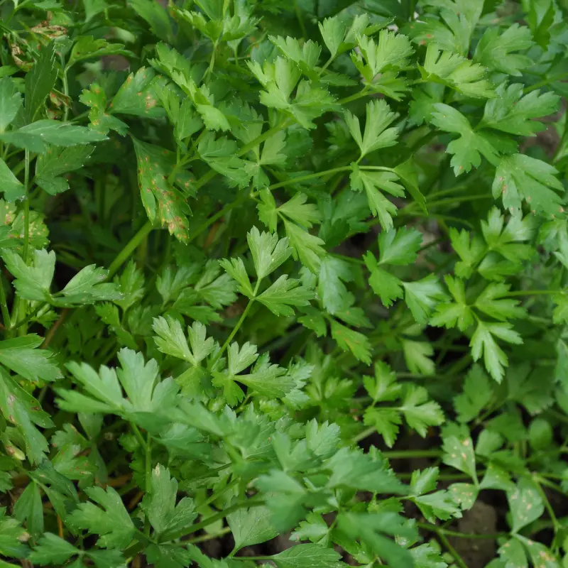 Persil - Plante médicinale pour l'herboristerie : propriétés, usages et préparations naturelles