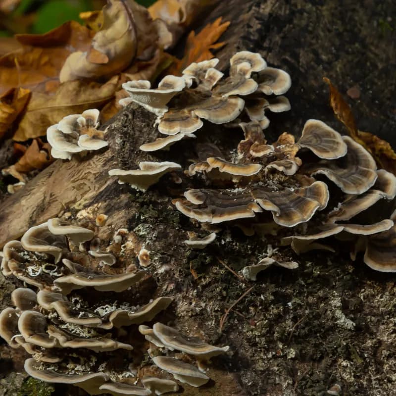 Polypore Versicolor