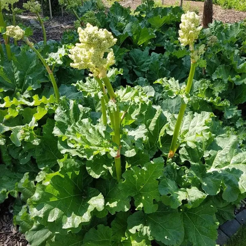 Rhubarbe de Chine - Plante médicinale pour l'herboristerie : propriétés, usages et préparations naturelles