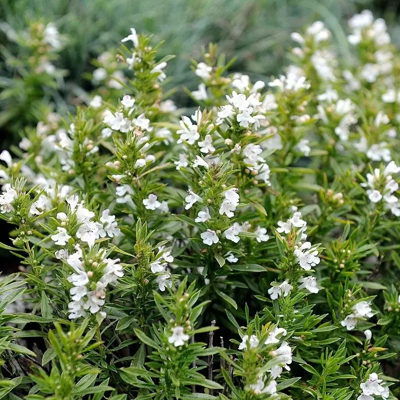 Sarriette - Plante médicinale pour l'herboristerie : propriétés, usages et préparations naturelles