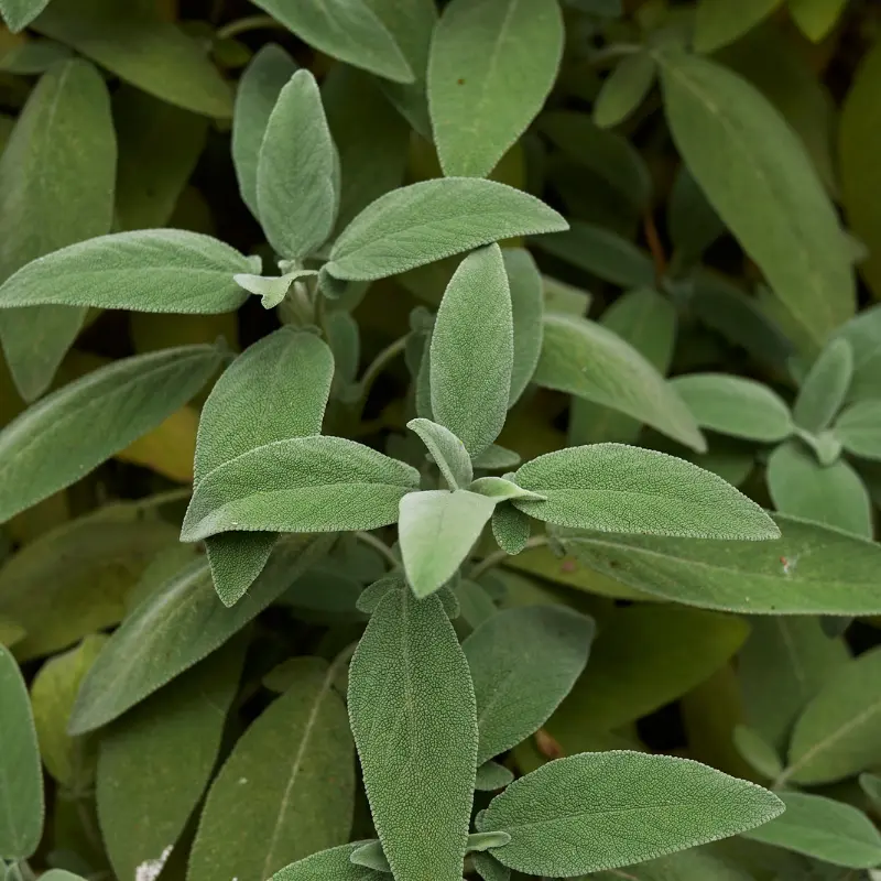 Sauge officinale - Plante médicinale pour l'herboristerie : propriétés, usages et préparations naturelles