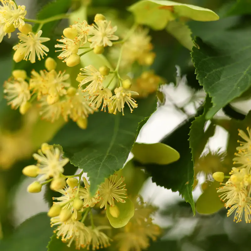 Tilleul - Plante médicinale pour l'herboristerie : propriétés, usages et préparations naturelles