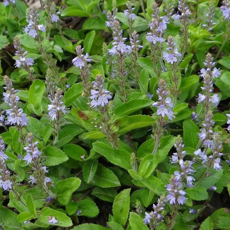 Véronique officinale