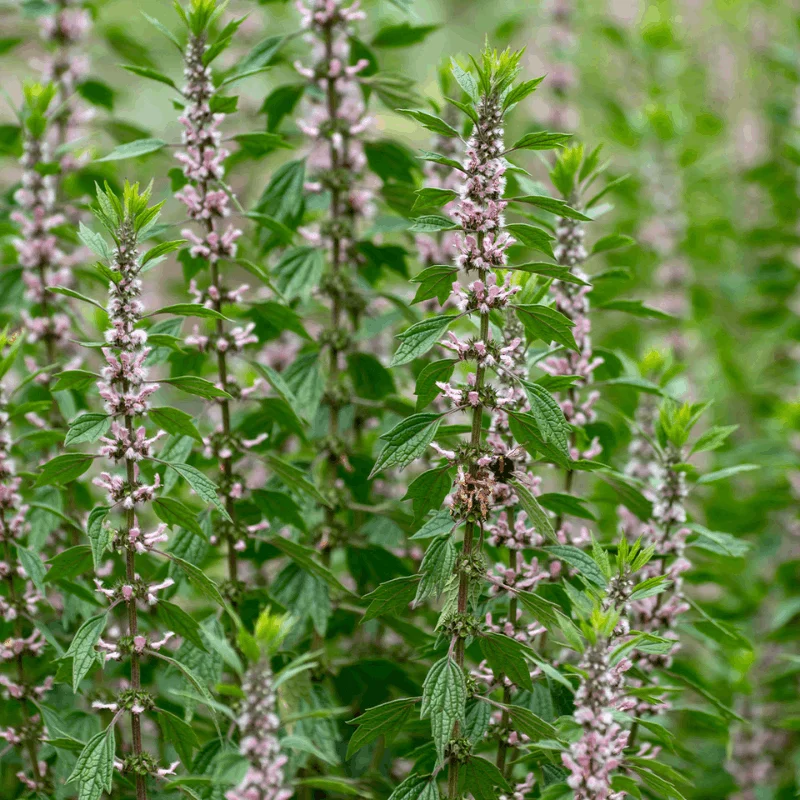 Agripaume - Plante médicinale pour l'herboristerie : propriétés, usages et préparations naturelles