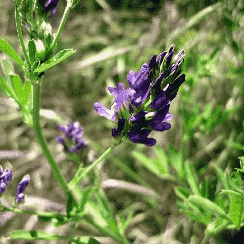 Alfalfa (Luzerne) - Plante médicinale pour l'herboristerie : propriétés, usages et préparations naturelles