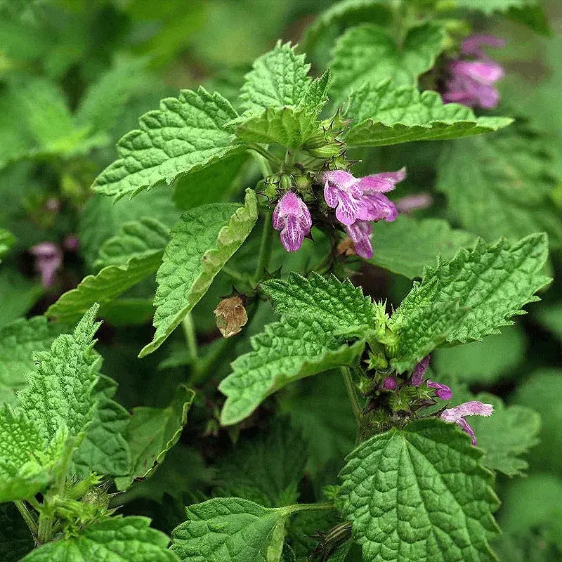 Ballote noire - Plante médicinale pour l'herboristerie : propriétés, usages et préparations naturelles